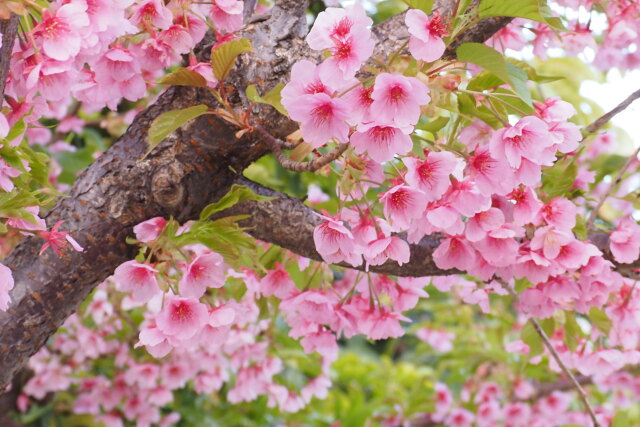 河津桜満開