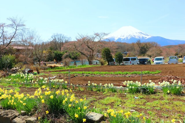 忍野八海