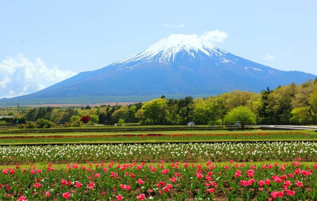 山中湖花の都公園