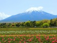 山中湖花の都公園