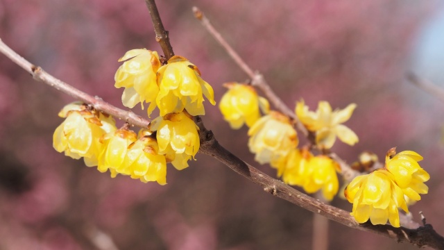 昭和記念公園の蝋梅