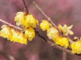 昭和記念公園の蝋梅