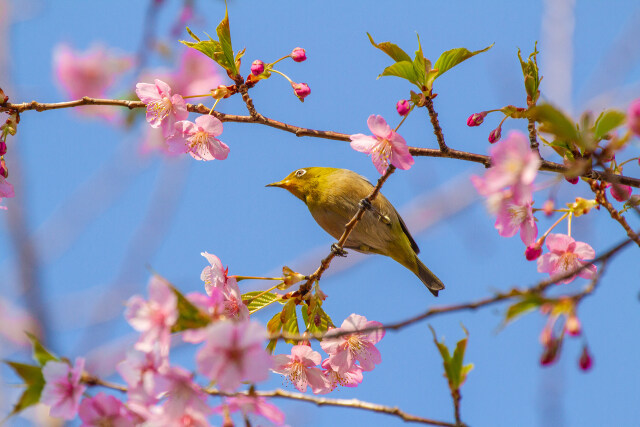 寒緋桜にメジロ