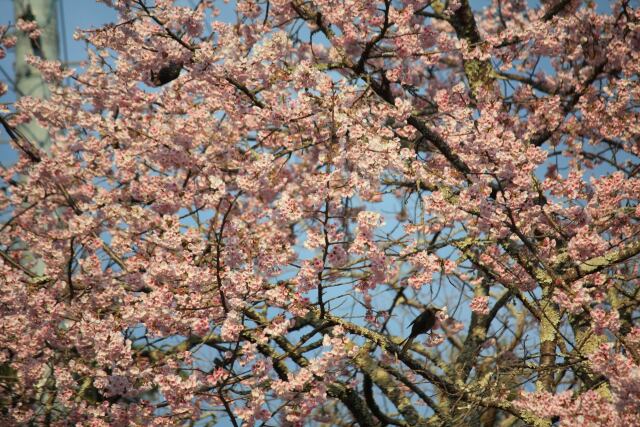 東紀州早咲き桜