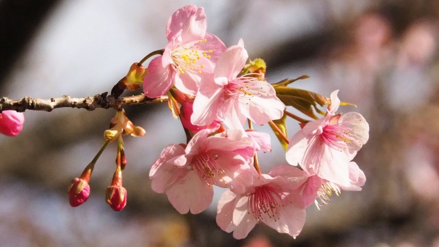 西平畑公園の河津桜