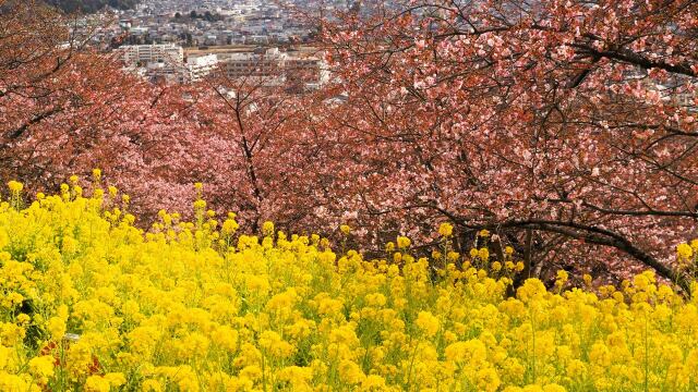 西平畑公園の河津桜と菜の花