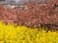 西平畑公園の河津桜と菜の花