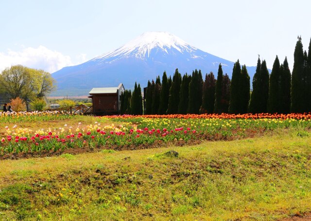 山中湖花の都公園