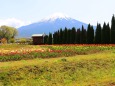 山中湖花の都公園