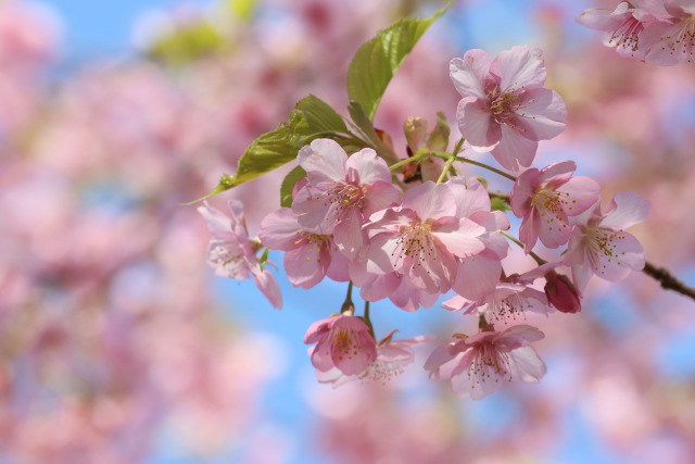 寒緋桜