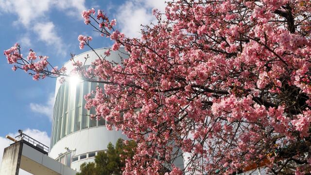 西平畑公園の河津桜