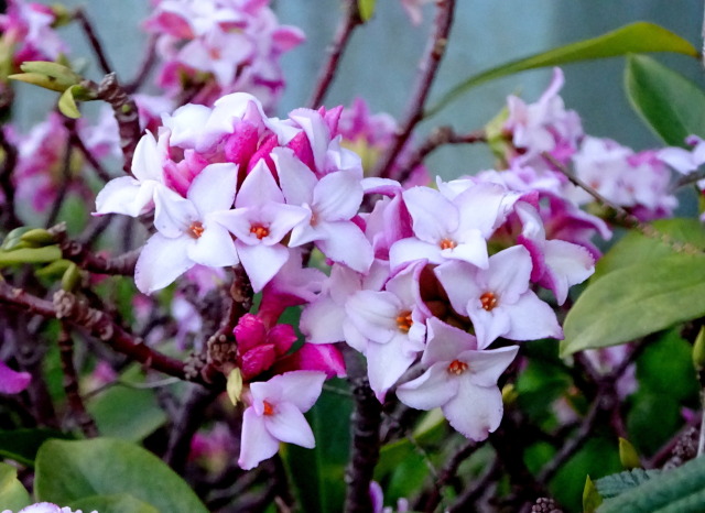 花と香りの沈丁花