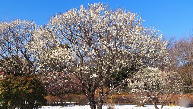 昭和記念公園の梅林