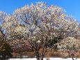 昭和記念公園の梅林