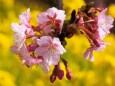 西平畑公園の河津桜