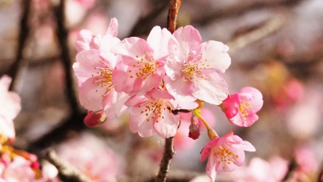 西平畑公園の河津桜