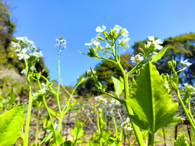 菜の花