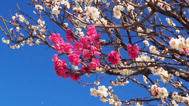 昭和記念公園の梅