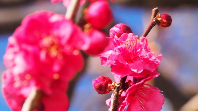 昭和記念公園の紅梅