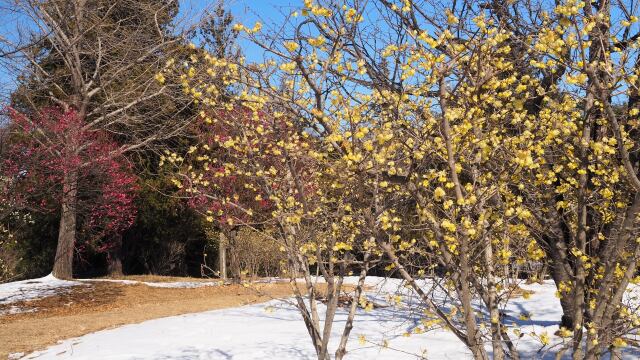 昭和記念公園の蝋梅