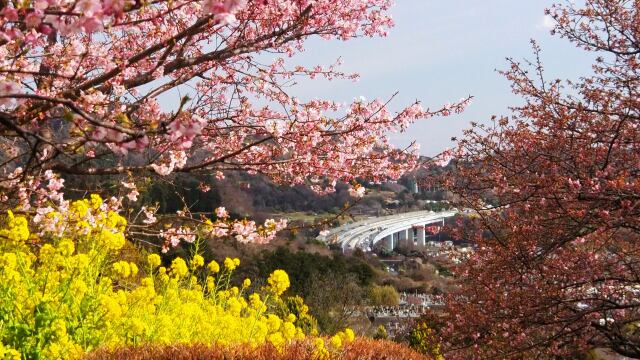 西平畑公園の河津桜と菜の花