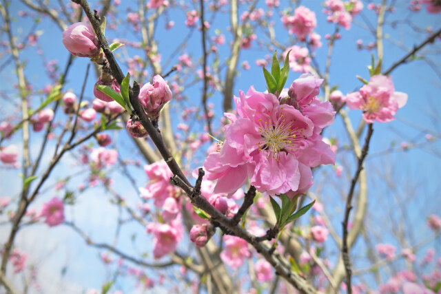 咲き始めた花もも