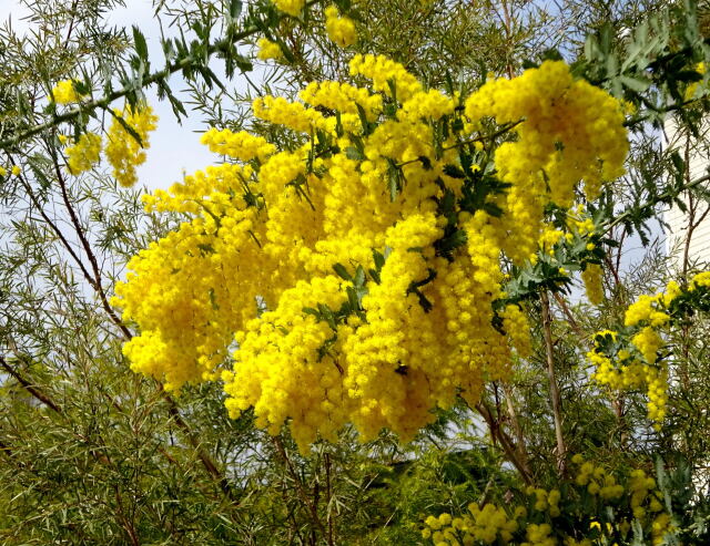 明るい春 ミモザの花