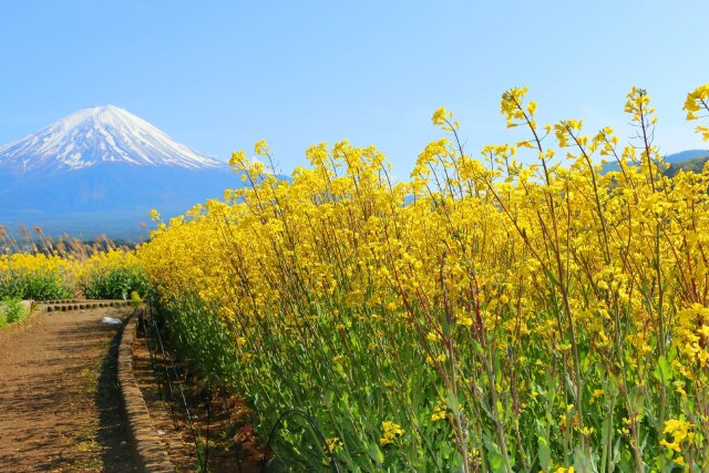 菜の花と富士山