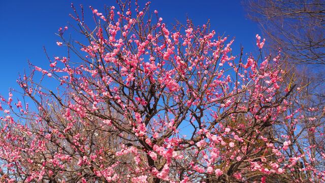 昭和記念公園の紅梅