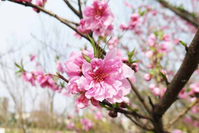 咲き始めた花もも