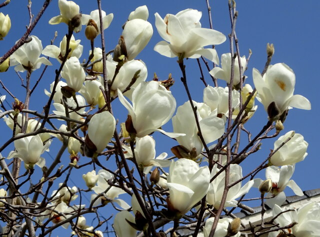 青空にコブシの花