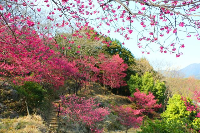 東紀州の早春