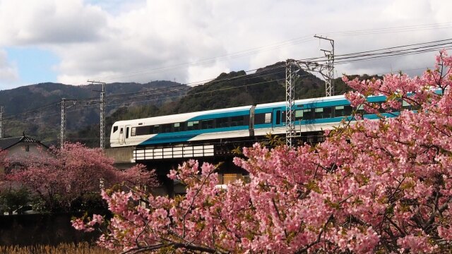 河津町の河津桜と踊り子号