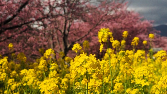 河津町の河津桜と菜の花