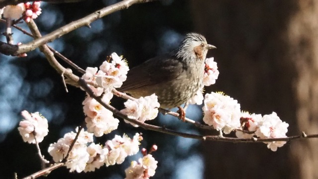 浜離宮恩賜庭園の白梅とヒヨドリ