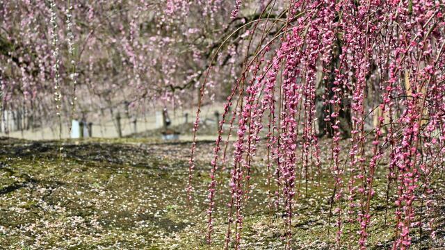 鈴鹿の森 赤いしだれ