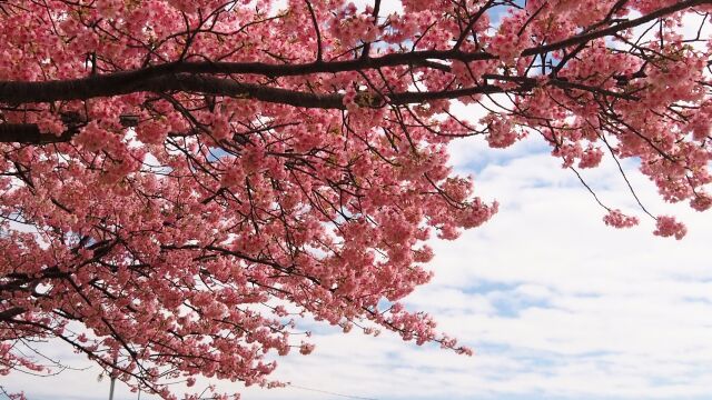 伊豆稲取の河津桜