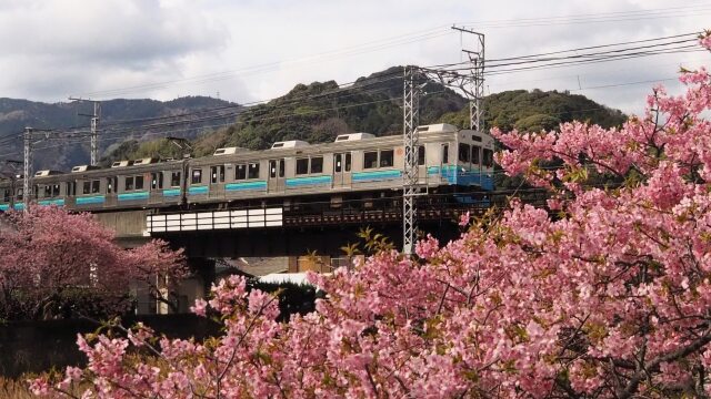 河津町の河津桜と伊豆急行