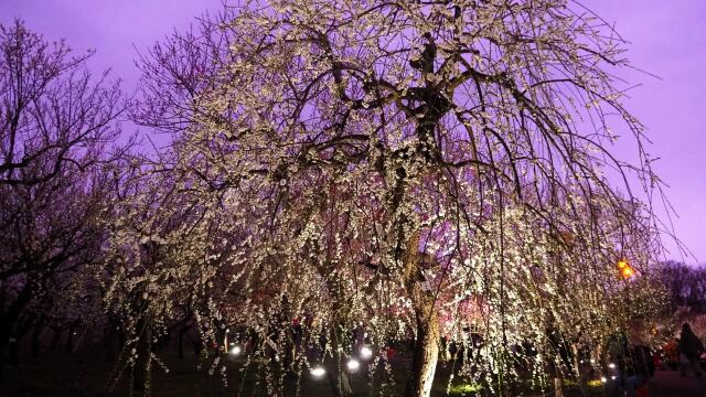 府中市郷土の森博物館のしだれ梅