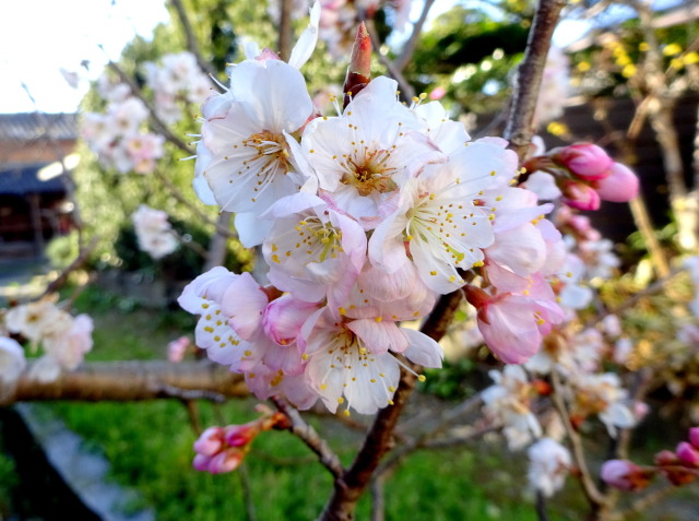 サクランボの花