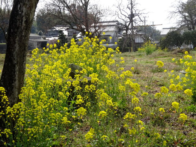 里に菜の花が咲く頃