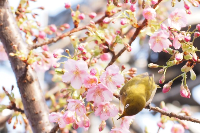 河津桜とメジロ