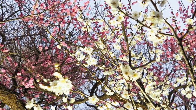 府中市郷土の森博物館の白梅紅梅