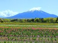 山中湖花の都公園