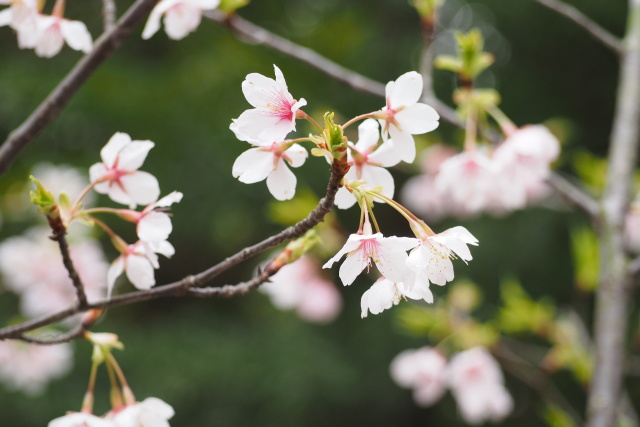 河津桜