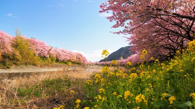 河津町の河津桜と菜の花