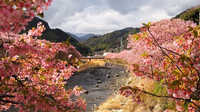 河津町の河津桜