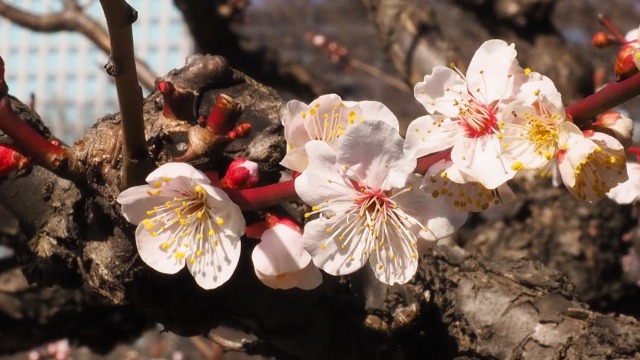 浜離宮恩賜庭園の白梅