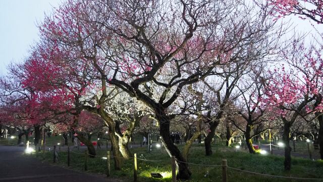 府中市郷土の森博物館の梅林