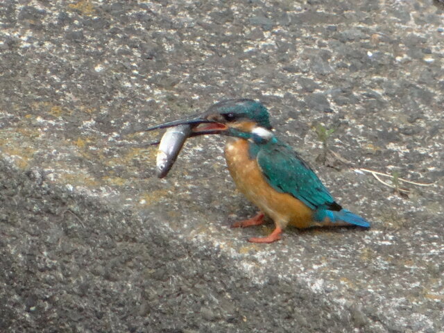 カワセミ 今日の獲物